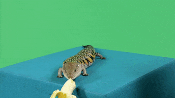 Banana GIF