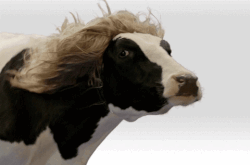 Giphy - cow GIF