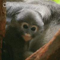 200.gif?cid=fc005b08bf620921abdbb6b231d79ba75e21f4205473ca1d&rid=200.gif&ct=g