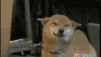 Featured image of post Dog Wagging Tail Gif