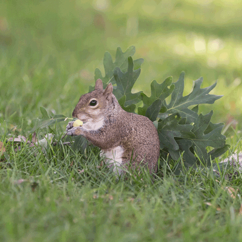 Hungry Squirrel GIF by Lehigh University Find & Share on GIPHY