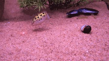 Following Fish Tank GIF