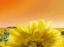 Sunflower Hoodie Up GIF by Missio