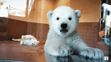 waving polar bear GIF