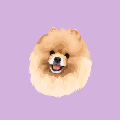 shineonme dog puppy fluffy pomeranian GIF