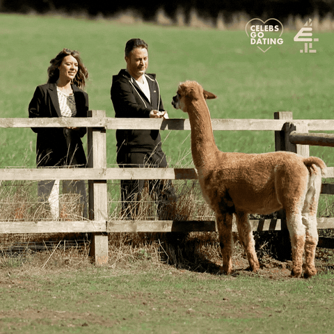 Date Llama GIF by Celebs Go Dating