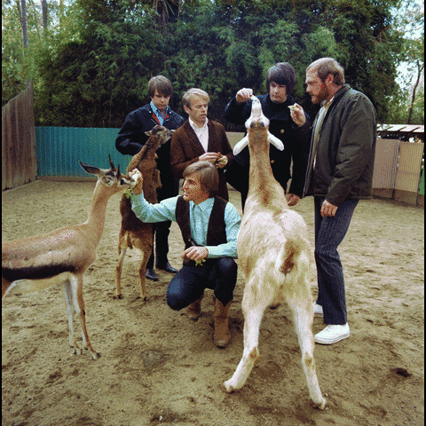 san diego zoo GIF by The Beach Boys