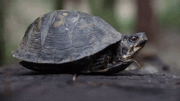 Box Turtle GIF by JC Property Professionals