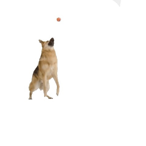Dog Fetch Sticker by DCTK9
