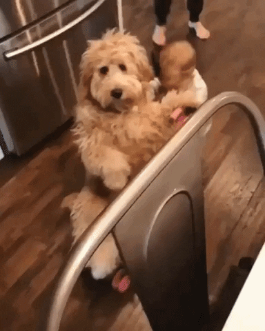 Dog Pushing GIF by MOODMAN - Find & Share on GIPHY