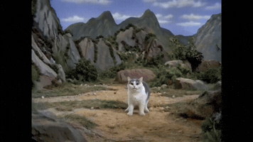 Cat Meme GIF