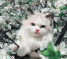 cat ok GIF by TikTok