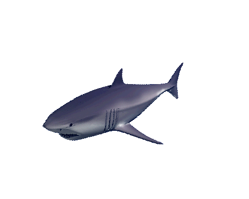 Great White Shark Sticker for iOS & Android | GIPHY