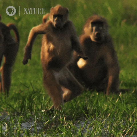 Wading Pbs Nature GIF by Nature on PBS