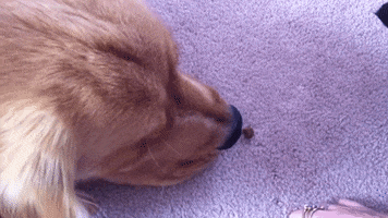 steal dog and cat GIF by America's Funniest Home Videos