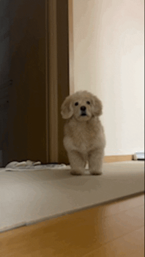 Dog GIF