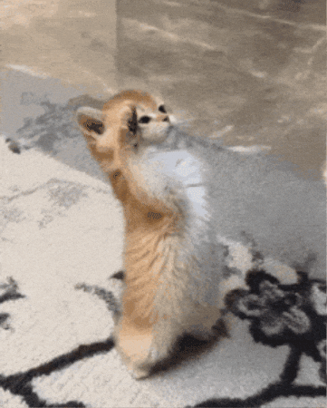 kitty salute