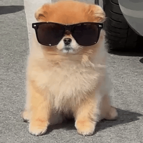 Cool Dog Pomeranian GIF