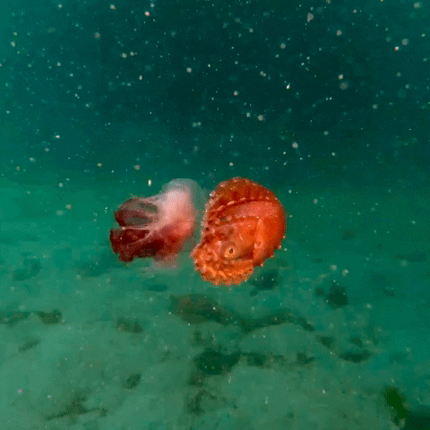 Water Swimming GIF by OctoNation® The Largest Octopus Fan Club!