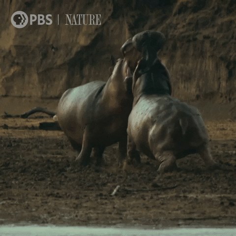 Pbs Nature Fighting GIF by Nature on PBS