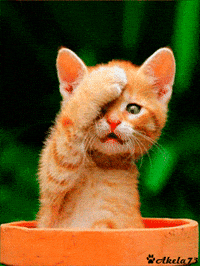 Spice Kittens GIFs - Get the best GIF on GIPHY