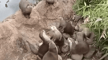 founder  GIF