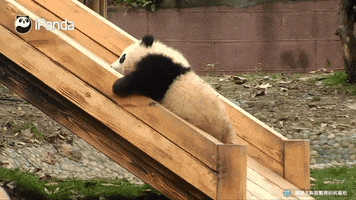 panda chine GIF by BFMTV