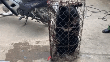 Moon Bear Wildlife Trafficking GIF by Animals Asia