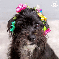 Blooming Happy Flowers GIF by Best Friends Animal Society