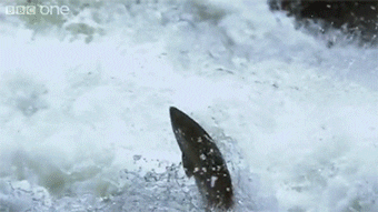  bear catching slowmotion salmon GIF