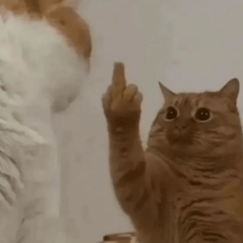 Catfight Orangecat GIF