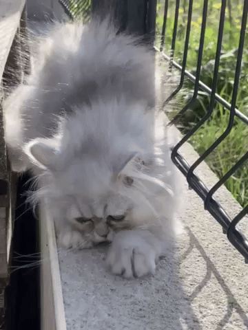 Chat GIF