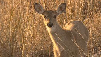 Deer Ears GIF by U.S. Fish and Wildlife Service