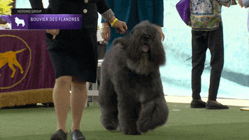 Dogs Bouvier GIF by Westminster Kennel Club