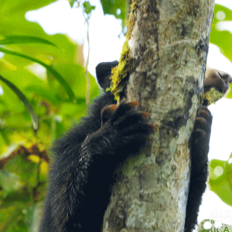 South America Bear GIF by BBC America