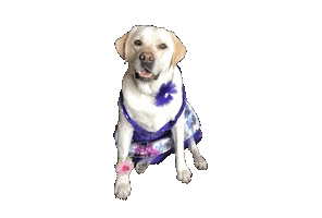 3LInnovations dog dogs angel lab Sticker