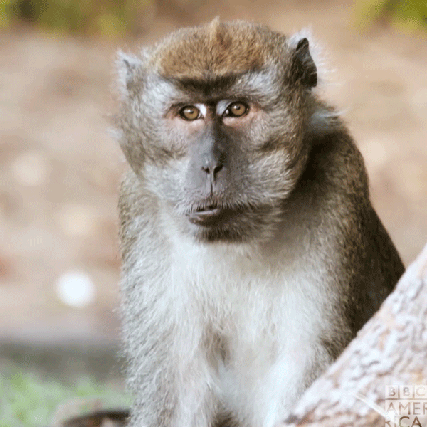 Monkey Wow Gif By c America Find Share On Giphy