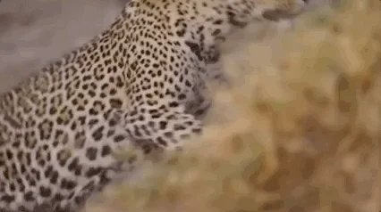 Big Cat Run GIF by Natural History Museums of Los Angeles County