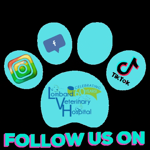 LombardVetHospital socialmedia followus lvh lombardveterinaryhospital GIF