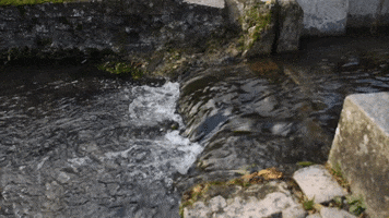 Ruisseau GIF