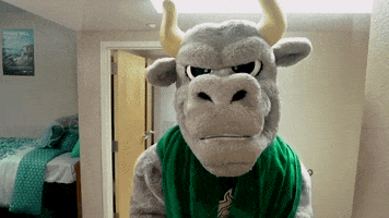 Usf Bulls College GIF by University of South Florida