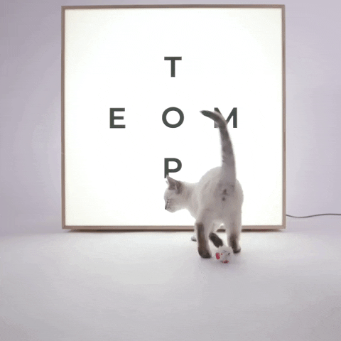 Cat Kitty GIF by TOPTEMP