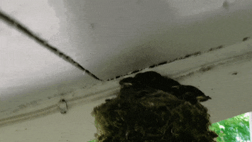 Baby Birds GIF
