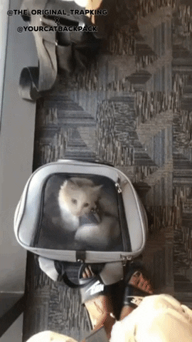 GIF by Your Cat Backpack