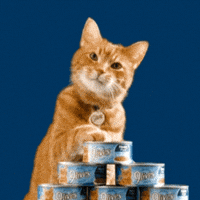 Cat Food Gifs Get The Best Gif On Giphy