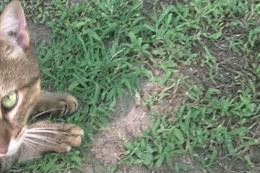 cat