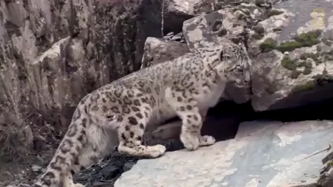 snow leopard GIF by Nat Geo Wild