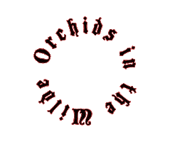 Orchids Sticker by OrchidsintheWilde