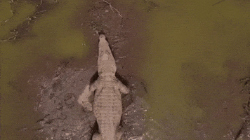 200.gif?cid=fc005b087905ddc33d8ec554025564fbaa5c5af773dd395c&rid=200.gif&ct=g