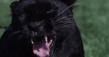 Black Panther Savage GIF by Casol